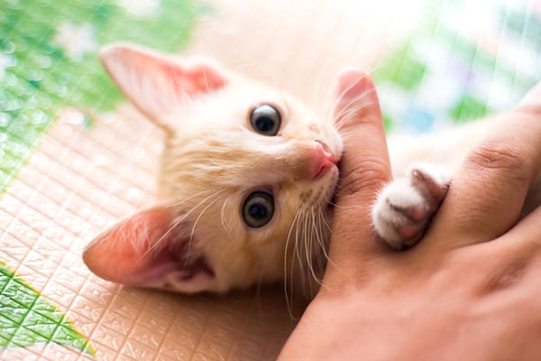 kitten-biting-finger