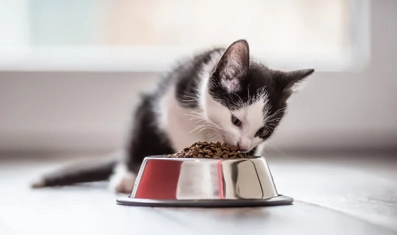 kitten-eating-dry-food