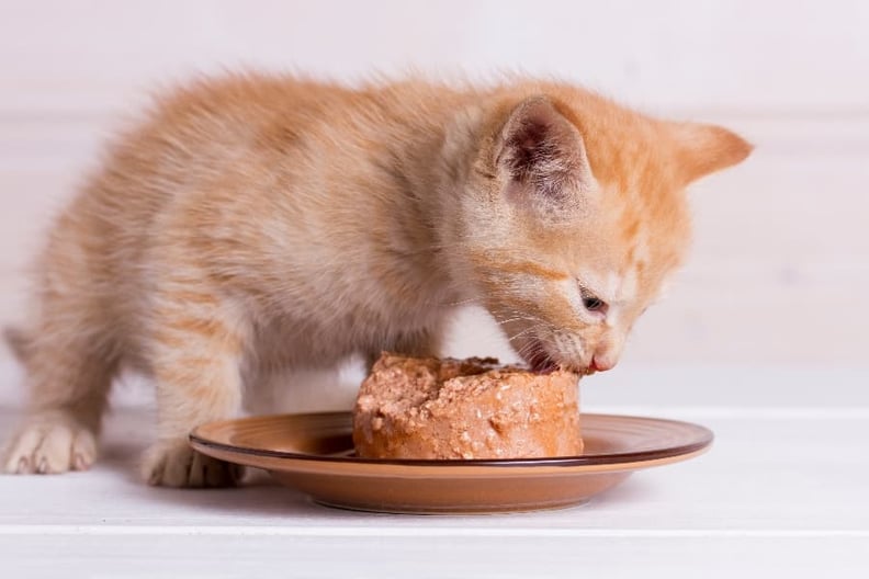 kitten-eating-wet-food
