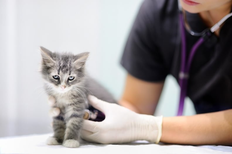 kitten-getting-a-checkup