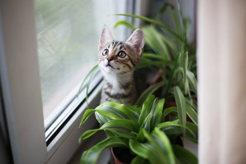 kitten-playing-in-planters