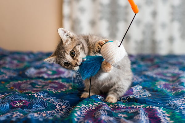 kitten-playing-with-toy