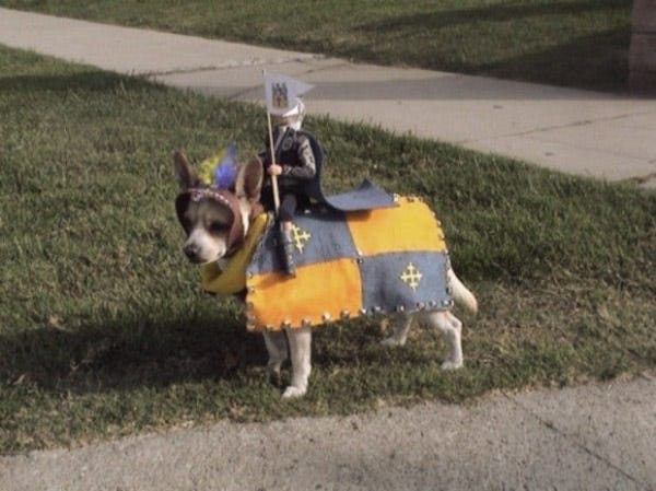 best pet costumes