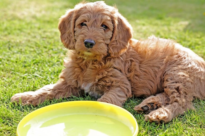 labradoodle-puppy-with-a-frisbee
