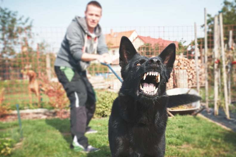 leashed-dog-barring-teeth