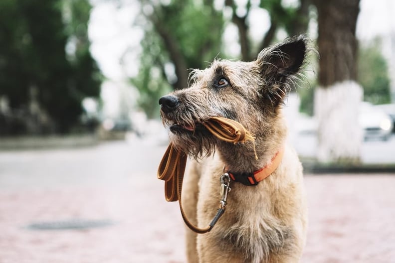 lost-dog-holding-leash 