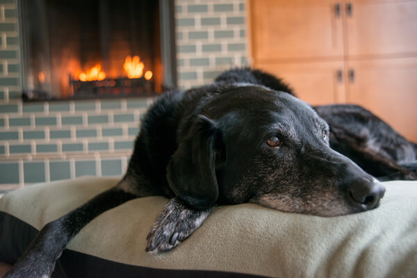 low-activity-old-senior-dog-1