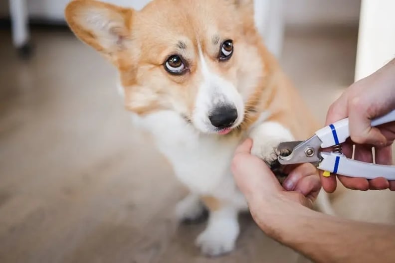 nervous-puppy-getting-a-nail-trim