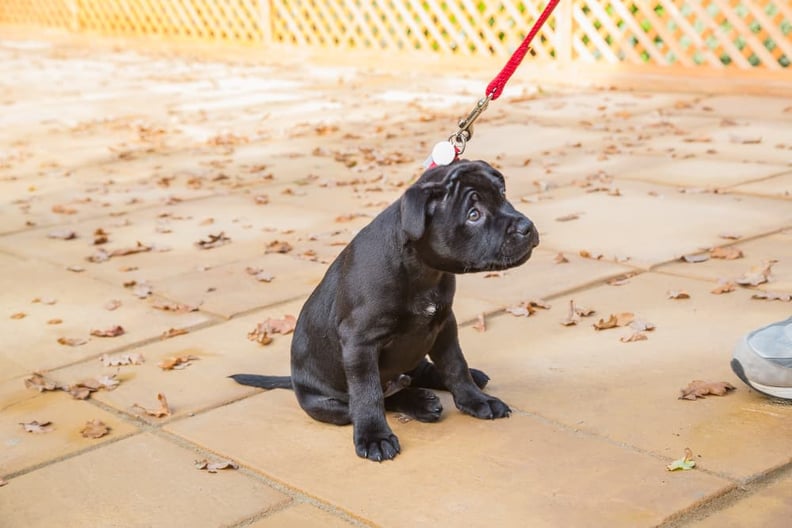 nervous-puppy-refusing-to-walk-on-leash