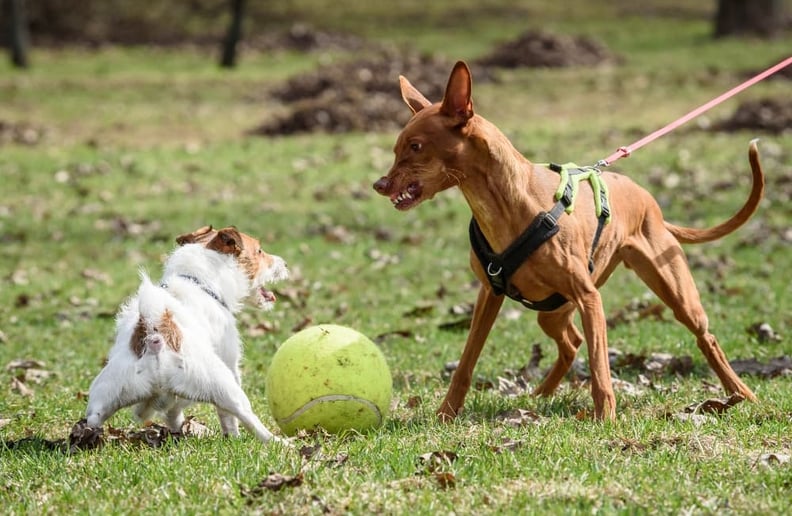 off-leash-dog-approaching-on-leash-dog