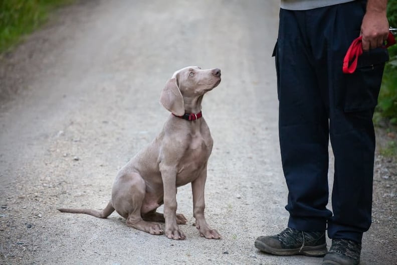 train dog off leash