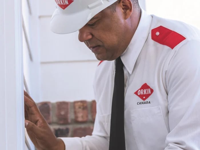 orkin-inspect-home