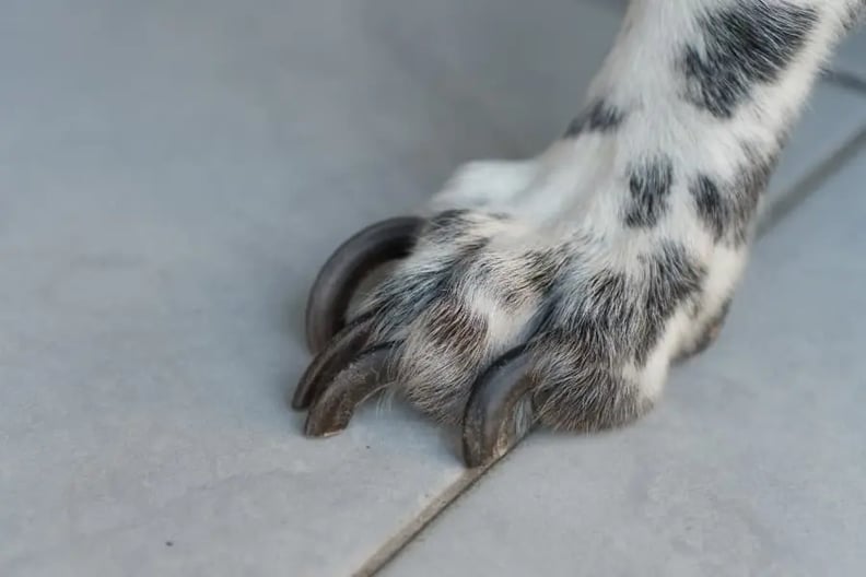 overgrown-dog-nails