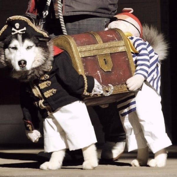 weird pet costumes