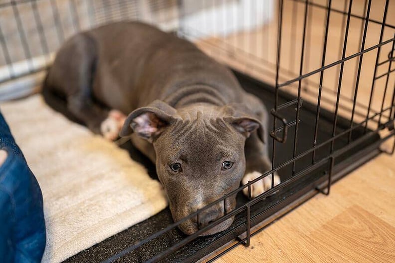 pitbull-pouting-in-crate