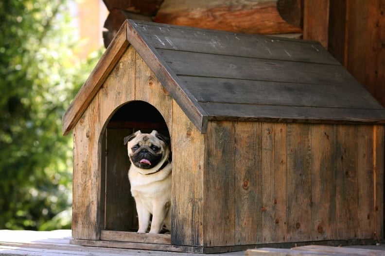pug-in-wooden-dog-house