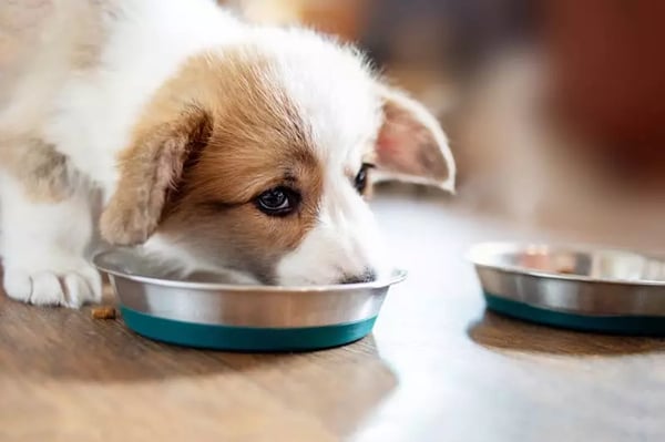 puppy-eating-food-2