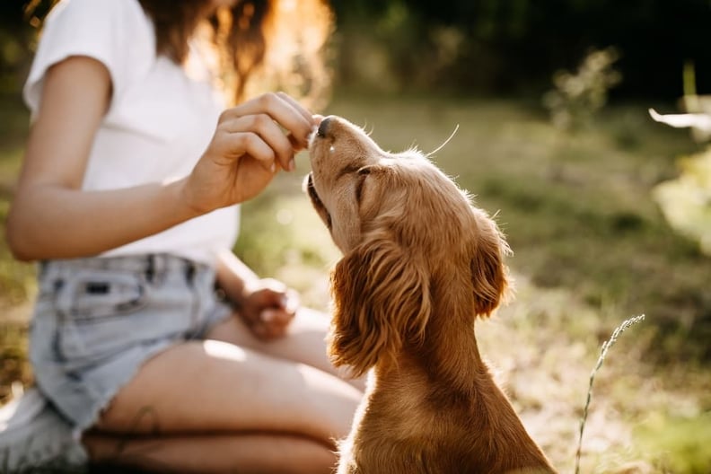 puppy-getting-a-treat