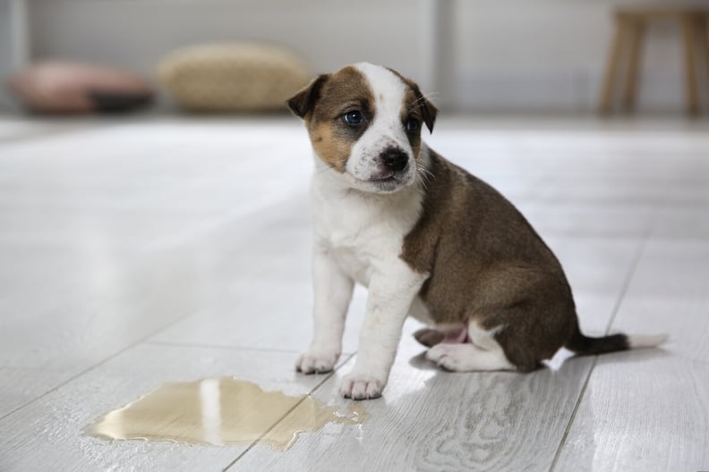 puppy-standing-by-to-pee-house