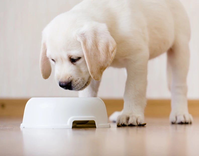 puppy-standing-over-food