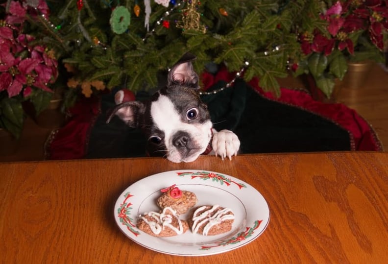 puppy-stealing-cookies