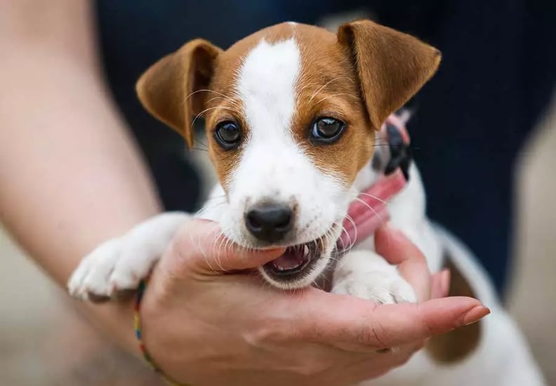 puppy-teething-natural-chews-article-feature