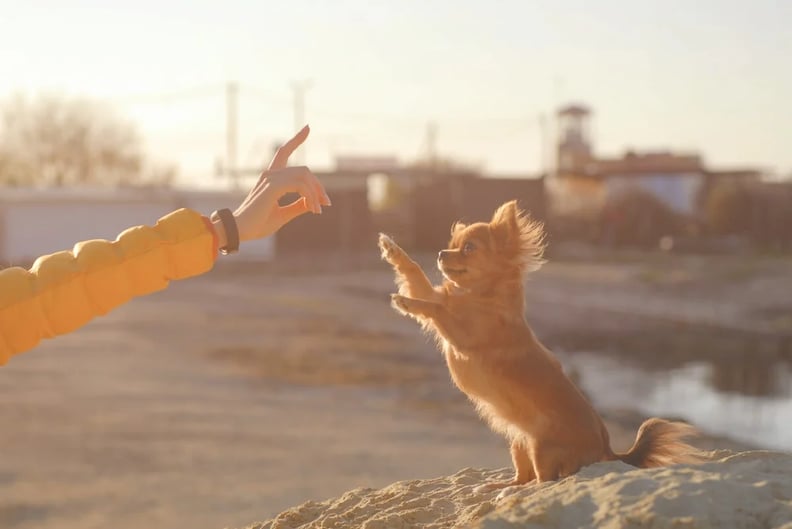 puppy-training-on-beach