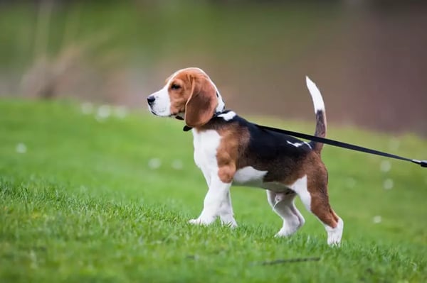 puppy-walking