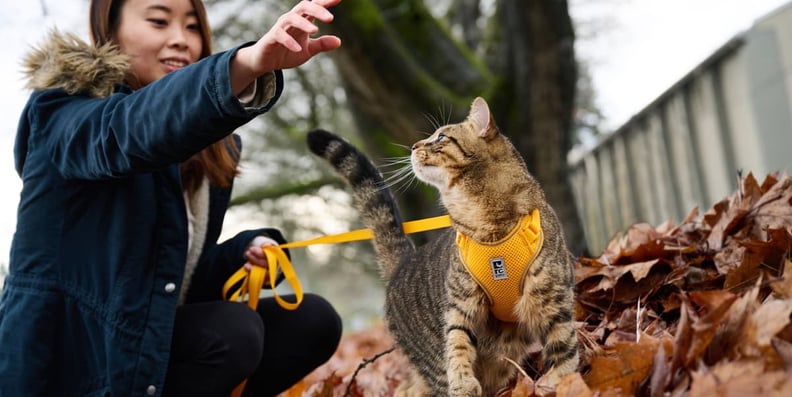 rc-pets-adventure-kitty-harness