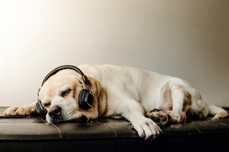 relaxed-dog-listening-to-music
