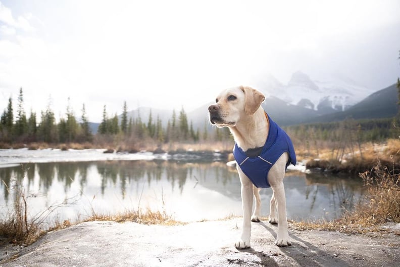 camping with dogs