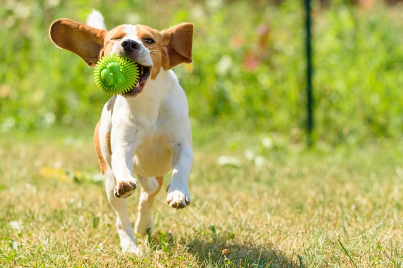 things for bored dogs