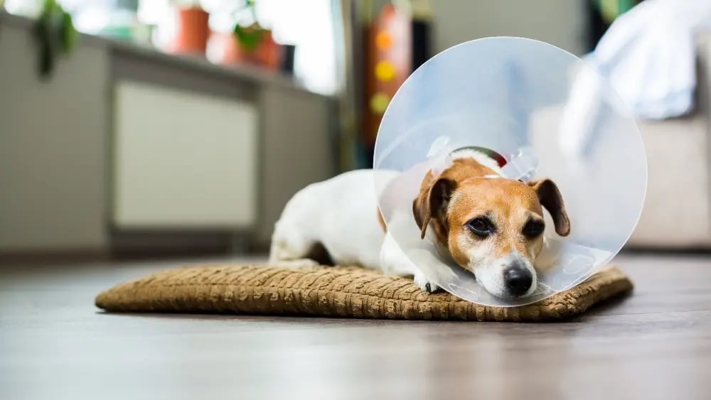 sad-dog-wearing-a-cone
