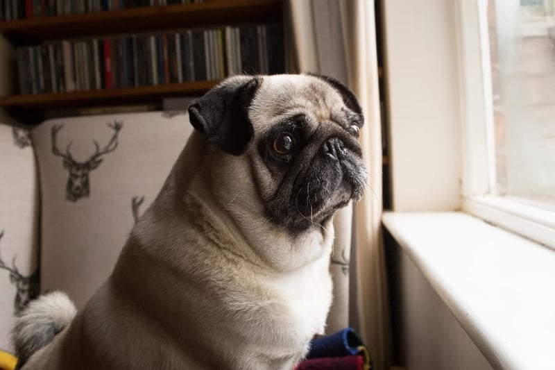 sad-pug-looking-out-window