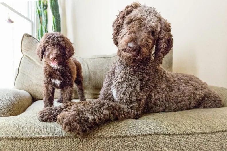 shepedoodle-adult-and-puppy-on-couch