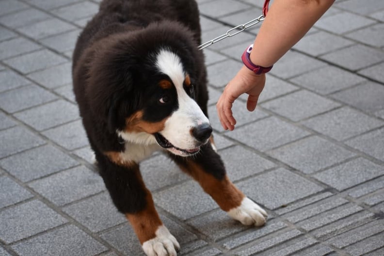 shy-bernese-mountain-dog-compressed