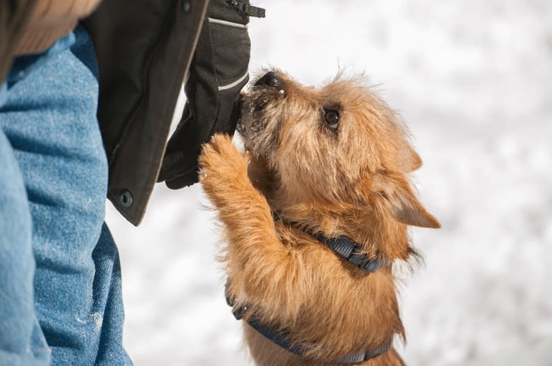 small-dog-jumping-on-stranger