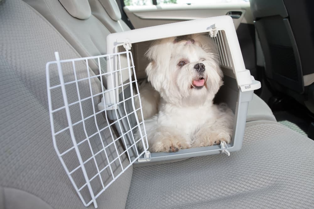 small-white-dog-in car-carrier