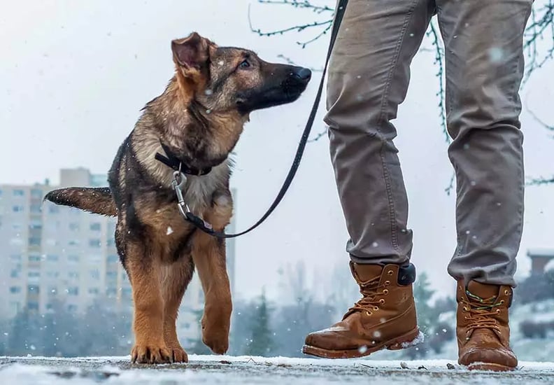 tips-for-walking-dog-winter-article-feature-2