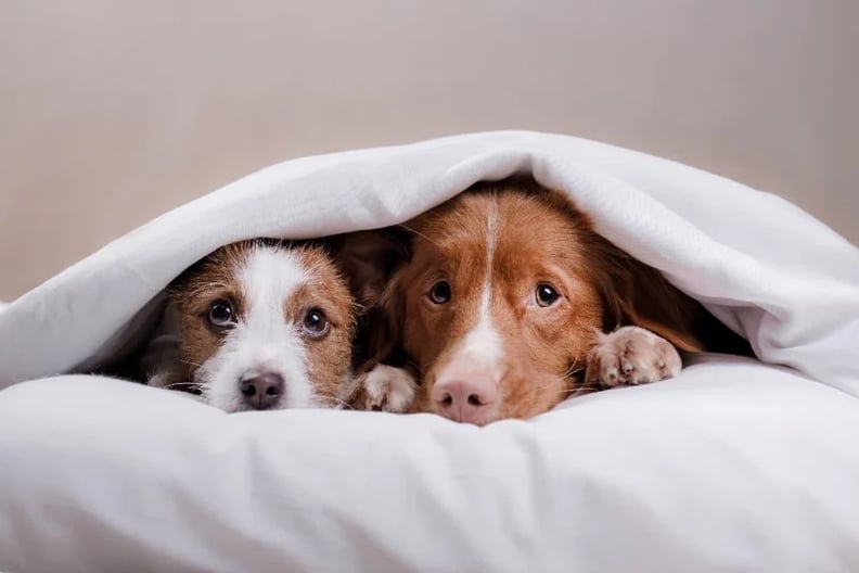 two-dogs-hiding-under-blanket 