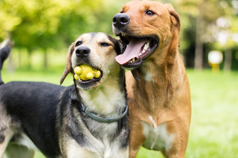 two-dogs-playing