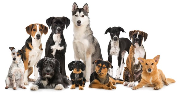 variety-dog-breeds-1