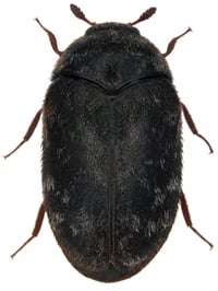 warehouse-beetle