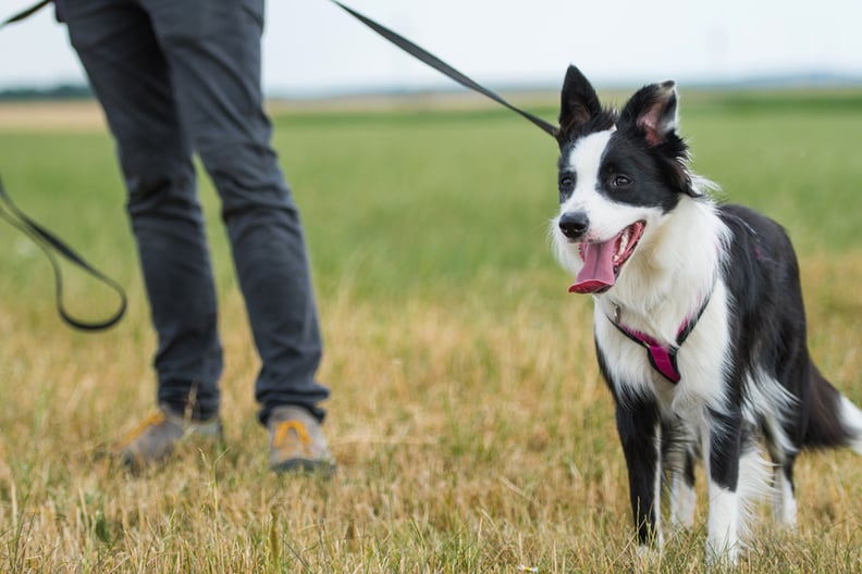 weight-loss-dog-exercise