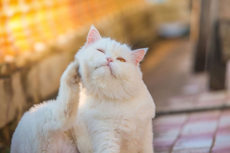 white cat scratching