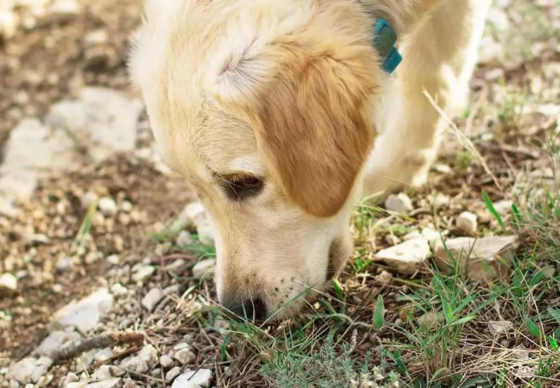 why-do-dogs-eat-dirt-article-feature