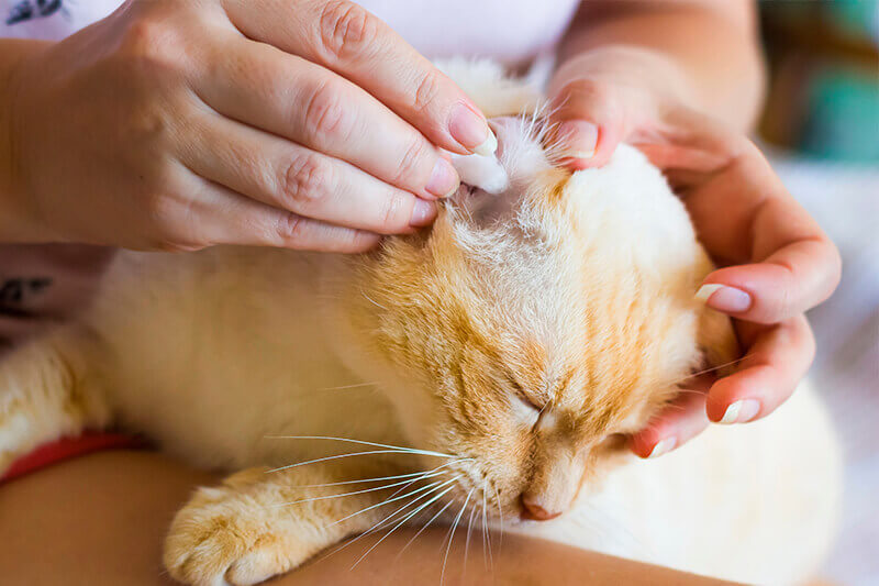 woman cleaning cats ears