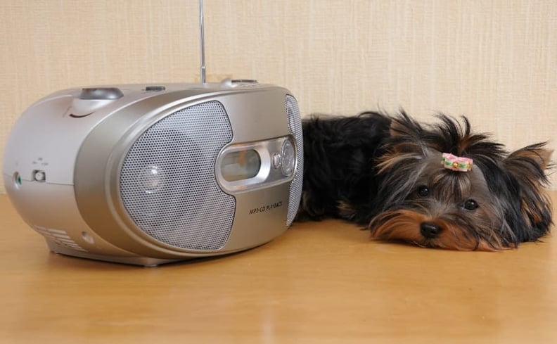 yorkie-puppy-listening-to-radio