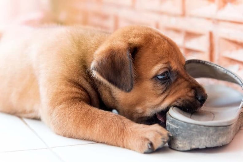 what are the symptoms of a puppy teething