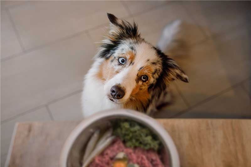 dog-looking-at-raw-food-800px
